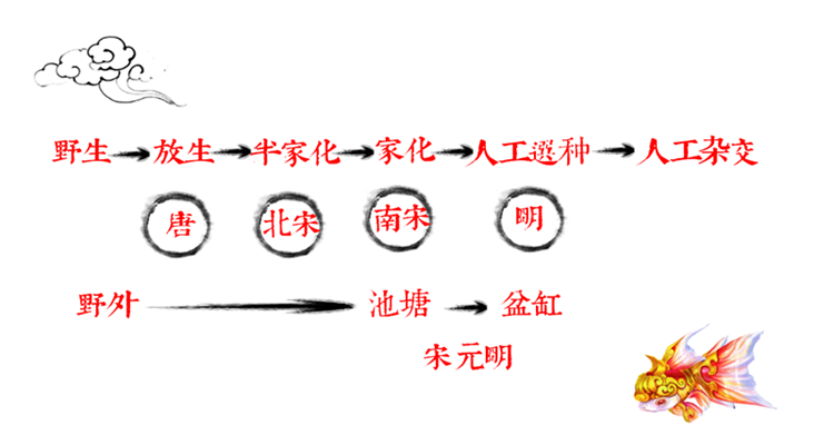 金鱼的演化过程