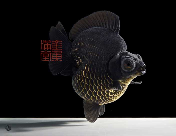 金鱼文化