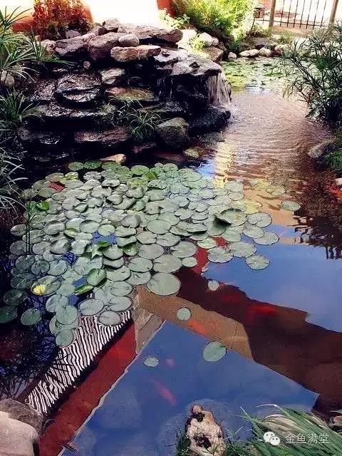 金鱼满堂│锦鳞庭院，岸芷汀兰