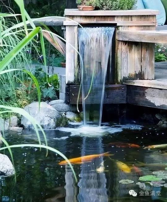 金鱼满堂│锦鳞庭院，岸芷汀兰