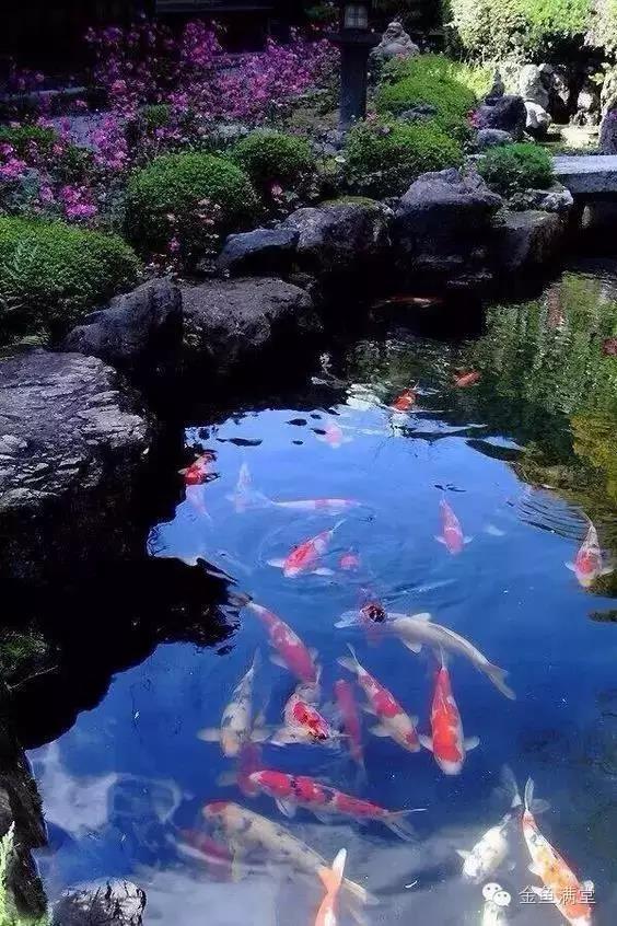 金鱼满堂│锦鳞庭院，岸芷汀兰