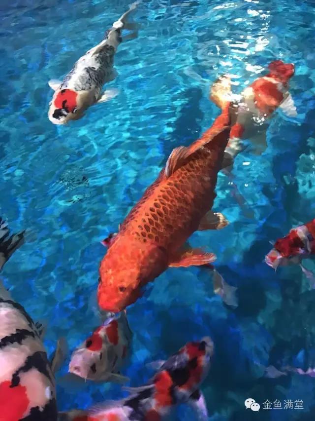 金鱼满堂│锦鳞庭院，岸芷汀兰