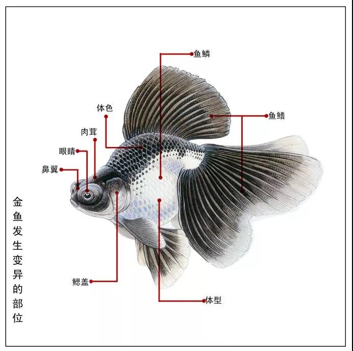 《鱼把式》溯源甄考之变异家化（二）