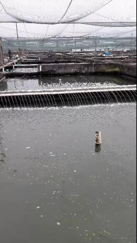 “知沅狮”的家在这里——福州洋润水族游记