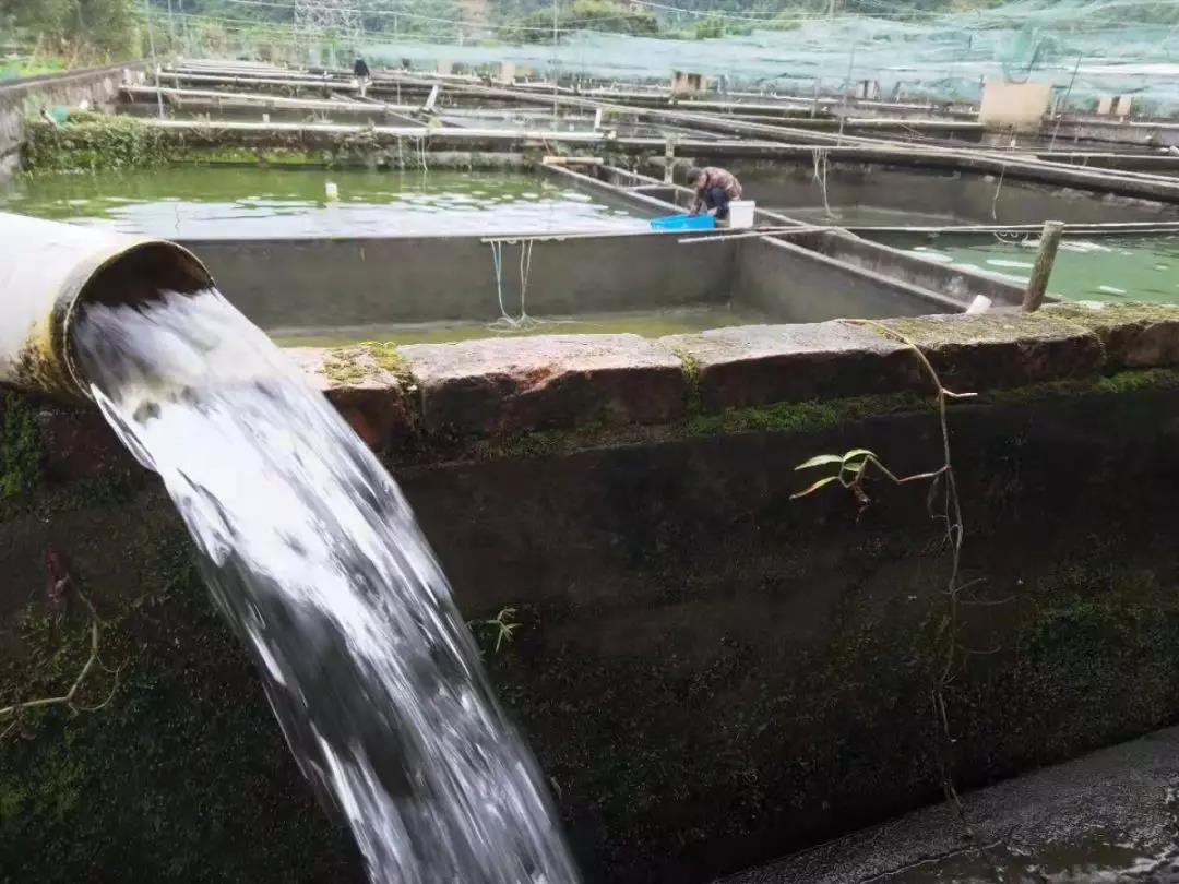 “知沅狮”的家在这里——福州洋润水族游记