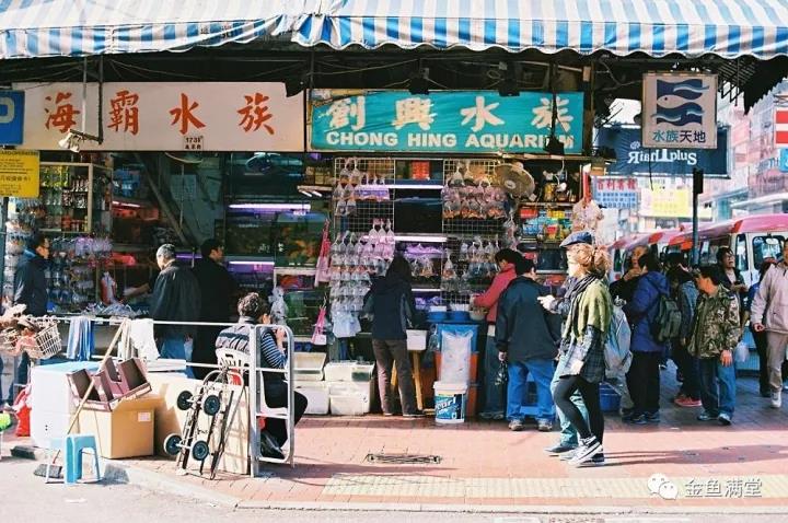 香港—汇集精品鱼商的金鱼街