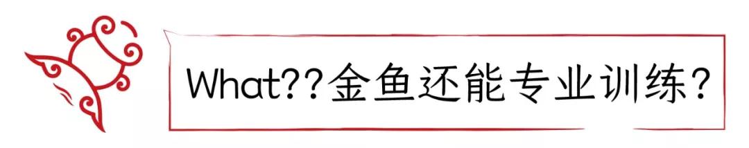 金鱼记忆真的只有7秒？实验证明，我们被骗了好多年！