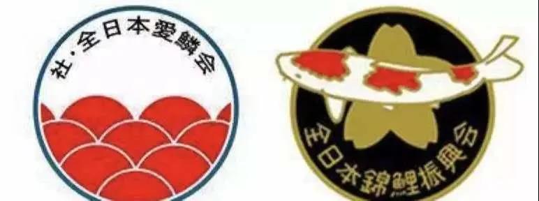 中国金鱼VS日本锦鲤?能拼得过吗?